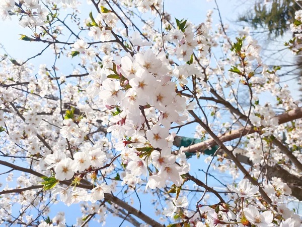 斯圖與你 共赴一場櫻花盛宴